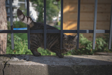 cat on the fence
