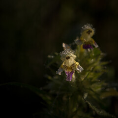 ORCHID - Morning dew on a beautiful and delicate field flower