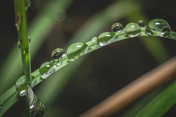 Blade of Grass with Dew Drops