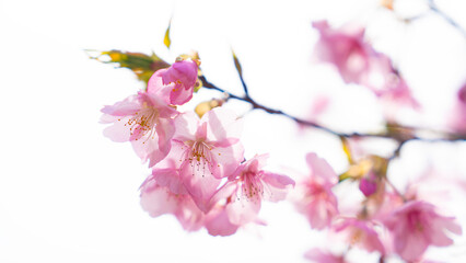 Obraz premium 河津桜