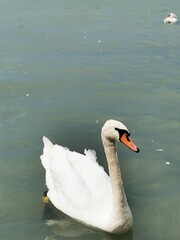 Obraz premium A graceful swan glides through calm waters in the afternoon sun at a serene lakeside location