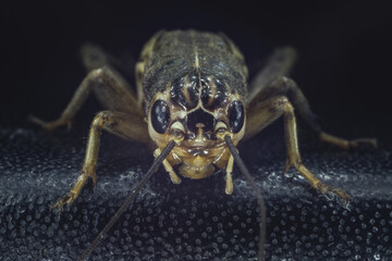 Fototapeta premium Detailed Macro of a Cuban Cricket