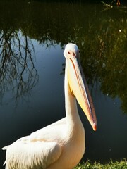 A white pelican stands gracefully by the water's edge, showcasing its long beak and calm demeanor in the afternoon sunlight