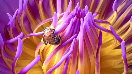 4K Bees are pollinating and searching for nectar in purple lotus flowers.
