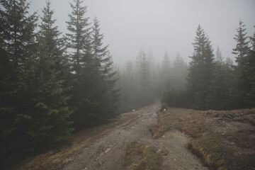 Foggy Forest with Winding Path