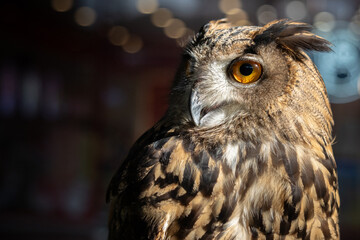 A brown owl with yellow eyes is looking at the camera