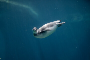 Penguin Swimming Underwater with Streamlined Flippers and Deep Blue Background