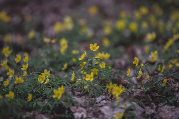Yellow Spring Anemones Blooming in the Forest