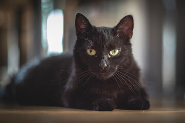 Black Cat with Green Eyes Lying Down and Gazing Intently at the Camera