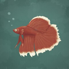 Red Betta fish (Siamese fighting fish) on a green-blue background. Illustration.