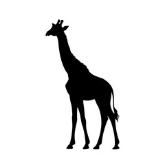 Fototapeta premium Vector silhouette of a giraffe on white background