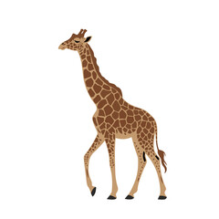 Obraz premium Vector silhouette of a giraffe on white background