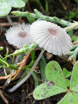 Parasola plicatilis. Hongo peque&ntilde;o. Coprino plegado. Sombrilla japonesa. 