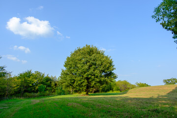 Obraz premium Solitary Tree in Open Field Under Clear Sky
