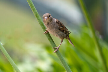 Moineau domestique, .Passer domesticus, House Sparrow