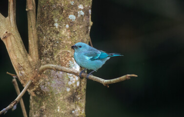 Tangara évêque,.Thraupis episcopus, Blue grey Tanager