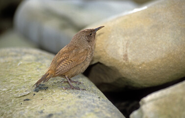 Troglodyte austral,.Troglodytes aedon musculus, House Wren, musculus, Iles Falkland