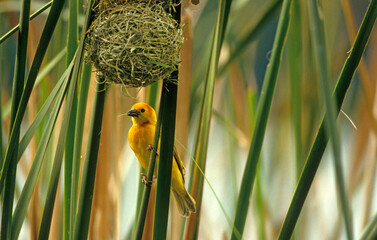 Tisserin de Taveta,.Ploceus castaneiceps, Taveta Weaver, construction du nid