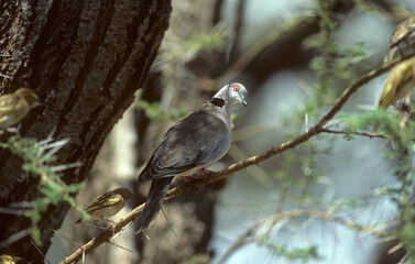 Tourterelle pleureuse,.Streptopelia decipiens, Mourning Collared Dove