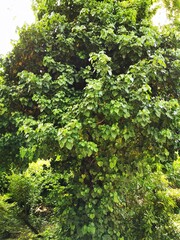 A lush green tree covered in vibrant leaves found in a serene garden during daylight hours