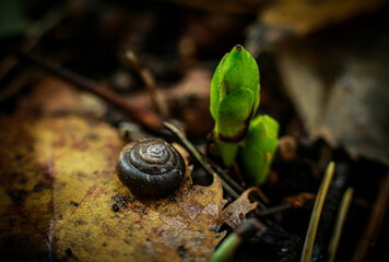 Tiny snail beside emerging green sprout on a forest floor covered in autumn leaves