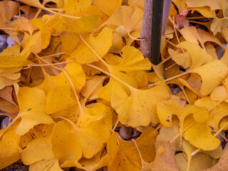 Dried leaves of the Ginkgo biloba tree (double-lobed ginkgo). Ginkgo leaves are used in pharmacy...