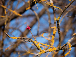 Ivy Hamilton 'Red Elf' is a very hardy cultivar. It gives birth abundantly. The leaves are green when growing, gradually changing color as autumn approaches. The color acquires red tones.