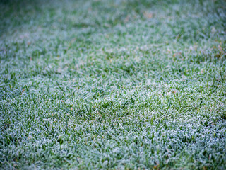 Naklejka premium The first frost on the November lawn. To protect your lawn, you should avoid walking on it if it is freezing or snowing.Frozen stems break more easily.