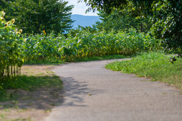 Obraz premium Pathway through Sunflower Field in Summer