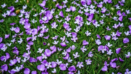 Obraz premium Delicate purple flower petals scattered on a green grassy meadow, outdoor, botanical, natural