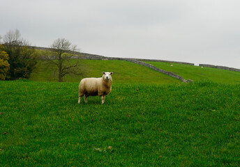 Obraz premium A sheep in the green field, Yorkshire Dales 