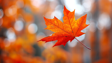 Autumn maple leaf on blurred background. Seasonal background for design