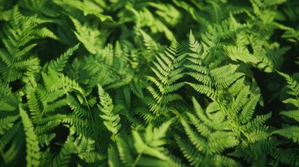 Green Fern Texture