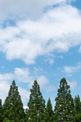青空に尖った木が並ぶ風景