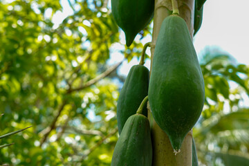cucumber on the tree