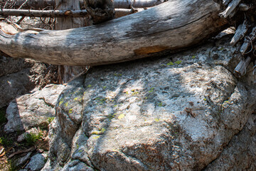 Fototapeta premium Dead tree and boulder abstract