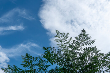 爽やかな夏空の風景