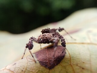 A jumping spider on a plant.
