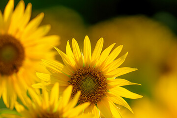 Close-up of sunflowers at dusk, summer landscape