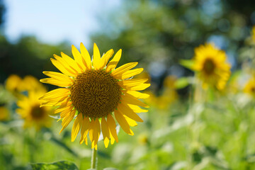 Obraz premium Close-up of sunflowers shining yellow, summer landscape