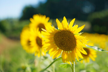 Fototapeta premium Close-up of sunflowers shining yellow, summer landscape