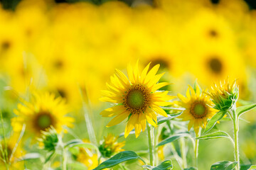 Fototapeta premium Close-up of sunflowers shining yellow, summer landscape