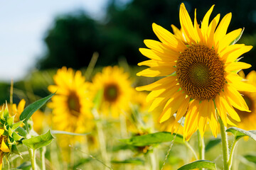 Close-up of sunflowers shining yellow, summer landscape