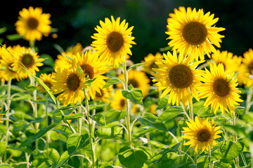Fototapeta premium Close-up of sunflowers shining yellow, summer landscape