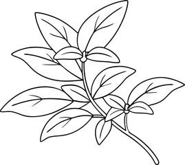 hand drawn line art herb vector leaves outline