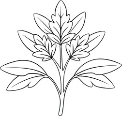 hand drawn line art herb vector leaves outline
