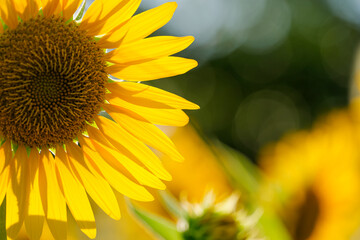 Close-up of sunflowers at dusk, summer landscape