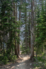 Hiking trail through pine forest in the Tetons
