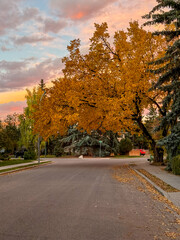 Obraz premium Fall colours along the Elbow River trails in Calgary, Alberta 