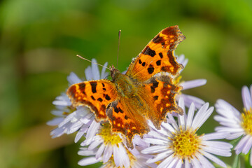 Obraz premium Close up of a comma butterfly, Polygonia c-album